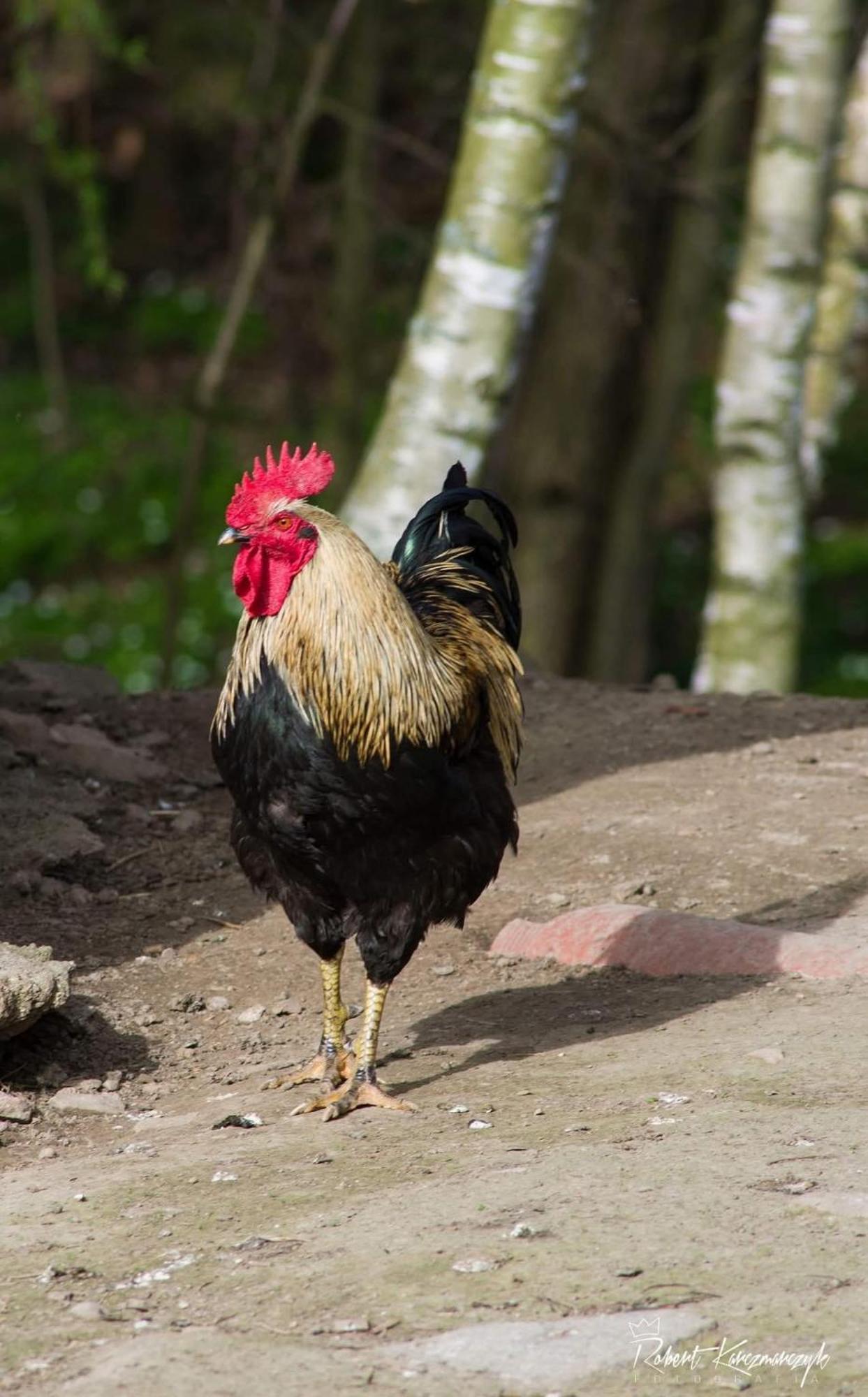 Izerski Poranek Gryfów Śląski Екстериор снимка